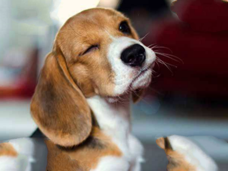十大世界最可爱的狗排名 博美犬第一，萨摩耶上榜