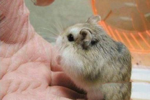 多瓦夫仓鼠(DwarfHamster)