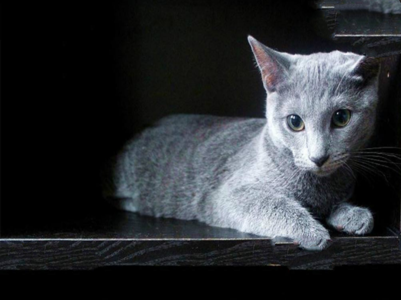 世界上十大最贵的猫 第一价格高达61万人民币