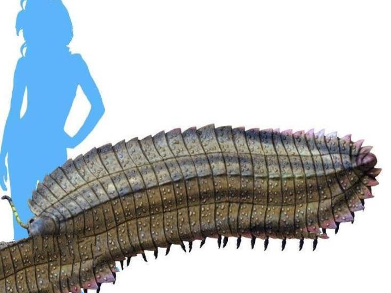 石炭纪十大恐怖生物 揭晓石炭纪生物大灭绝真相