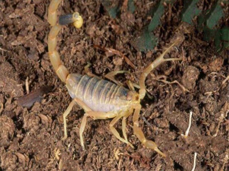 世界十大有毒生物 遇箱形水母必躲，黑曼巴蛇致死率100%