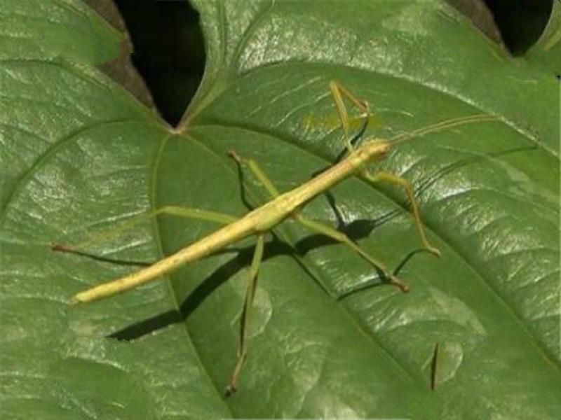 世界十大奇特的昆虫 叶虫好像有变身的能力，第四像外星人