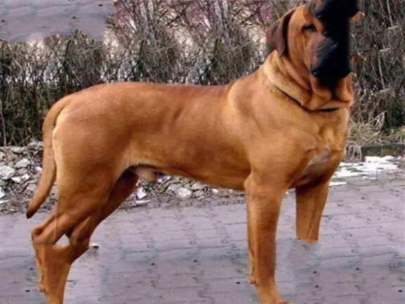 世界十大猛犬排名 杜高犬打得过野猪，你认识哪几种