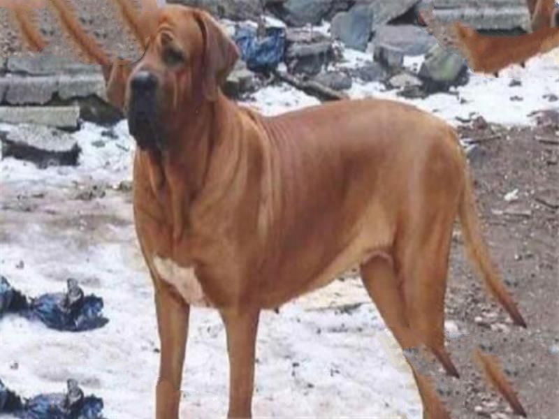 世界十大护卫犬 加纳利犬比藏獒还猛，第一养起来很贵
