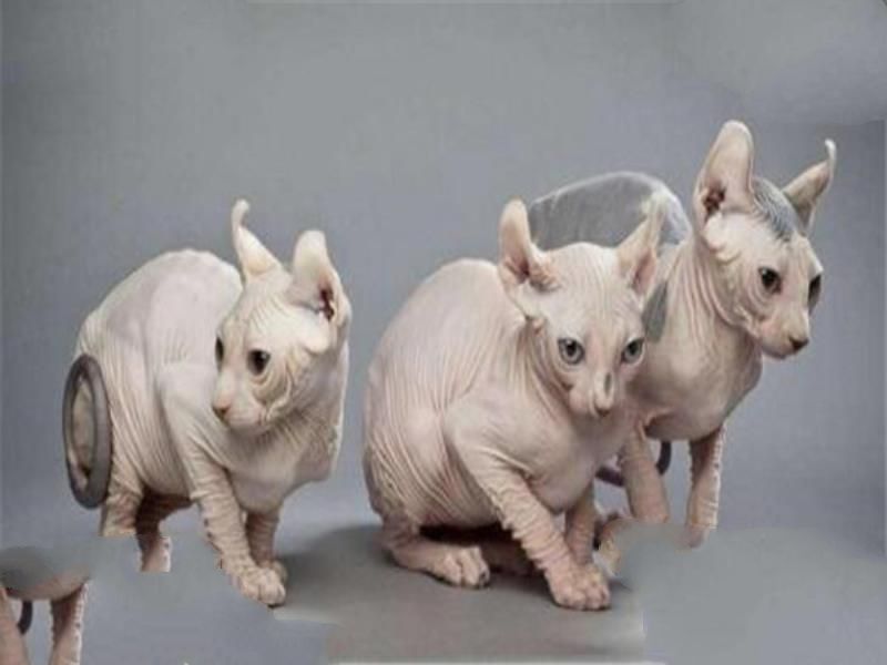世界十大名猫排行榜 精灵猫全身无毛，第三眼神看着超无辜