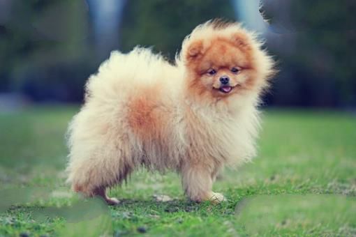世界上最小的十大狗品种:约克犬可放口袋 吉娃娃最小