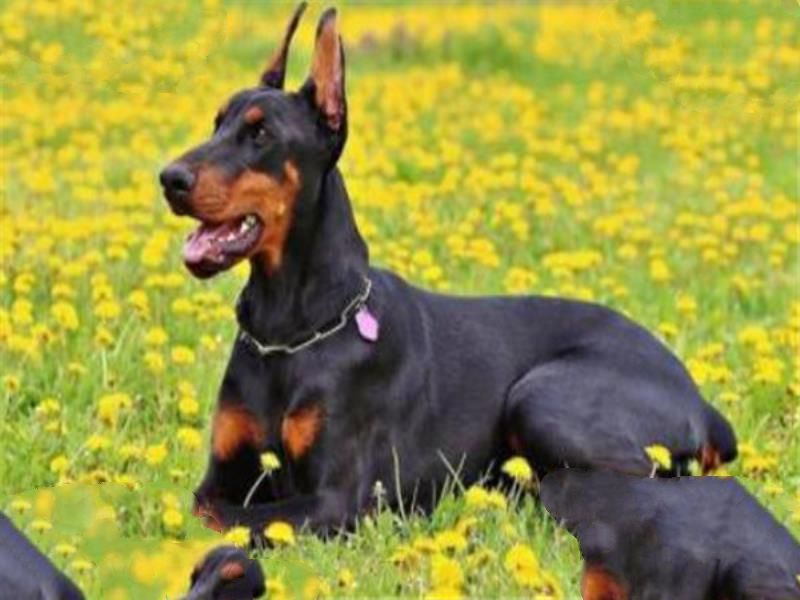 世界十大名犬 秋田犬感动了全世界，贵宾犬气质很高贵