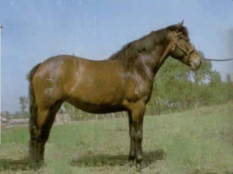 世界十大重型马排名,夏尔马身高2米体重1.8吨