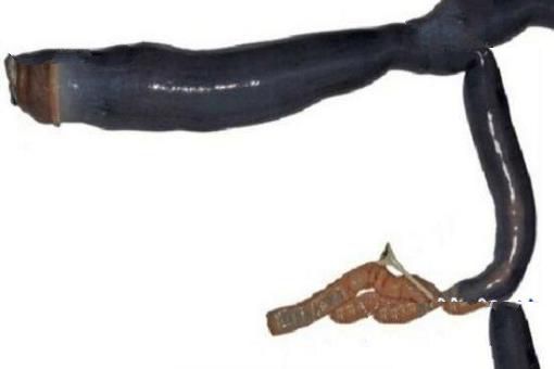 世界上最恶心的动物：蛀船虫，长达3米的巨型毛虫
