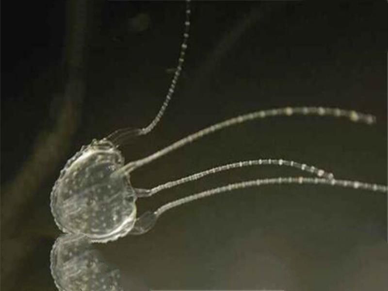世界十大剧毒水母 澳洲方水母无疑上榜，你认识哪几个