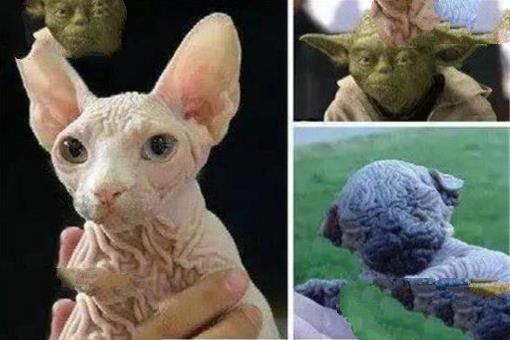 斯芬克斯猫