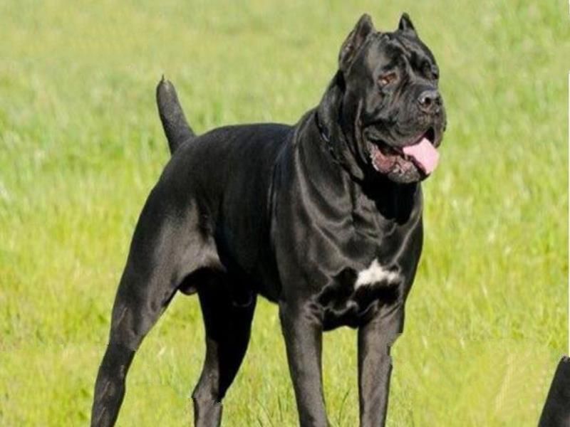 世界上最凶猛的狗排名,比特犬吊打藏獒称霸