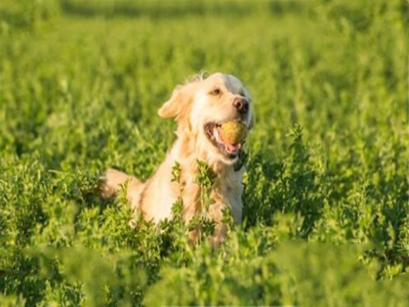 世界十大名犬智商排名 边境牧羊犬智商等同于八岁小孩