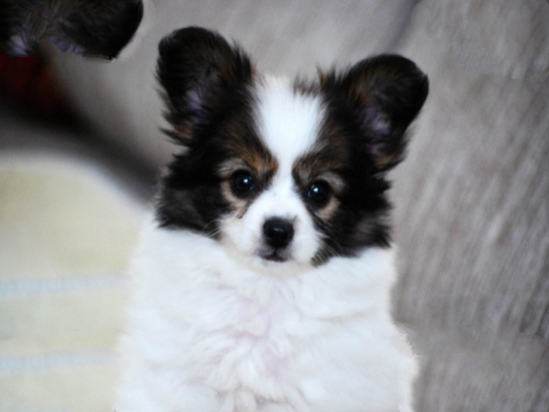 大丹犬