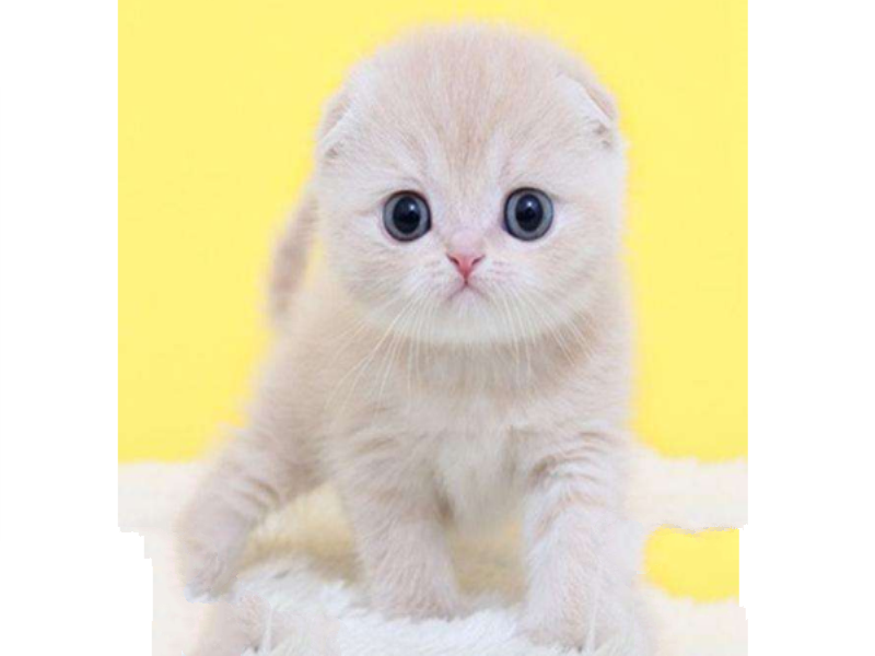 世界十大最漂亮的猫 优雅还是可爱，你喜欢哪种