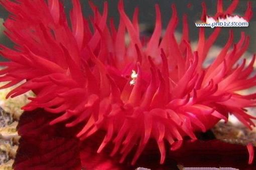 海洋十大毒物排行榜,这些深海最毒生物你都见过吗？