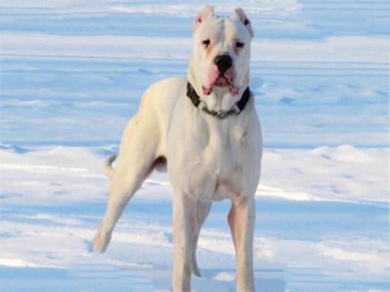 世界最凶的狗十大排行榜 加纳利犬每年致死率全球居前列