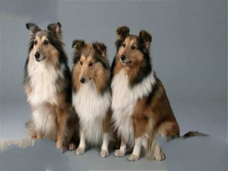 世界十大名犬智商排名 边境牧羊犬智商等同于八岁小孩