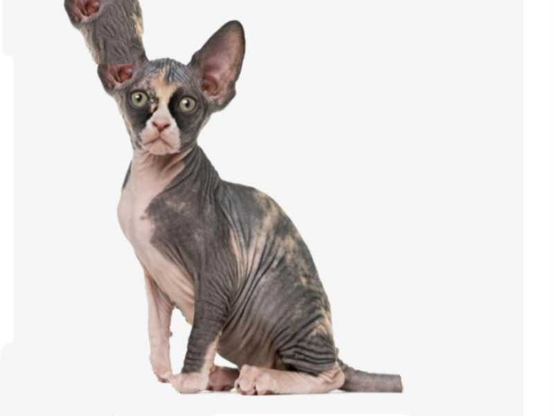 世界上十大最贵的猫 第一价格高达61万人民币