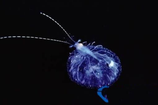 世界上最透明的生物：丑却很难忘