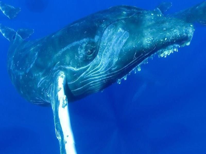 世界上最大的十种鲸鱼：蓝鲸最大 第4种睾丸重500公斤