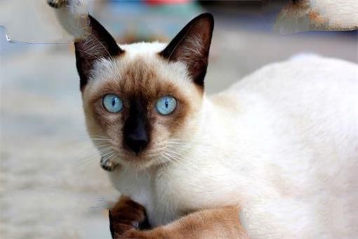 世界上最聪明的猫排行，高智商又粘人的猫主子们