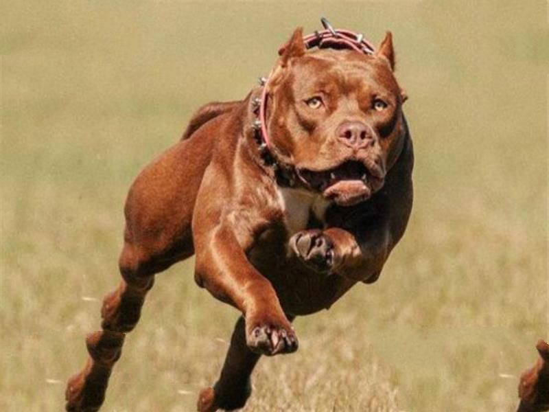 世界十大凶犬最新排名 第七被称为杀人犬，建议最好别养