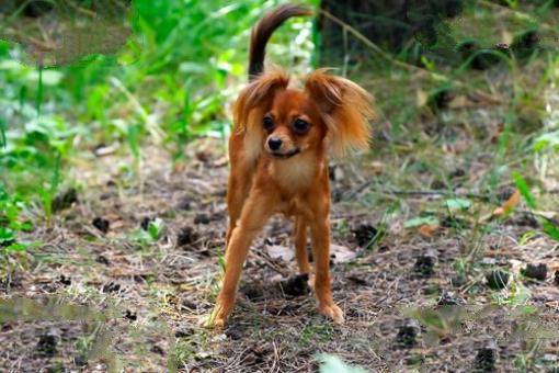 世界上最小的十大狗品种:约克犬可放口袋 吉娃娃最小