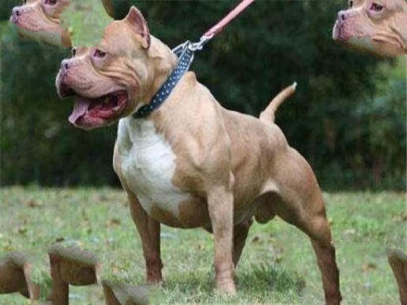 世界十大最凶猛的军犬 中国昆明犬上榜，个个凶猛无比