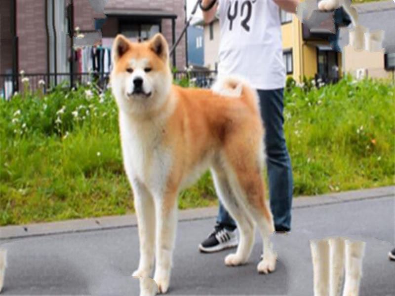 世界十大名犬 秋田犬感动了全世界，贵宾犬气质很高贵