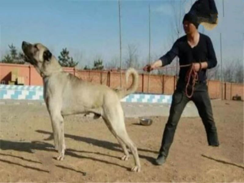 世界十大最凶悍猛犬 西藏獒犬上榜，比特犬异常凶猛