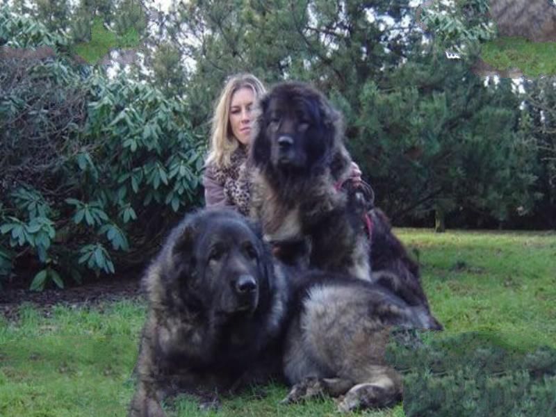 世界上最凶猛的狗排名,比特犬吊打藏獒称霸