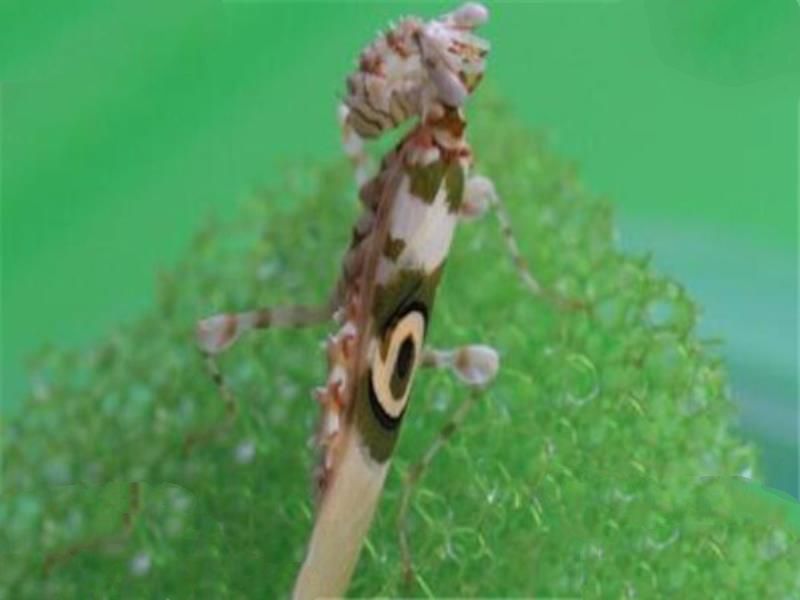 世界十大奇特的昆虫 叶虫好像有变身的能力，第四像外星人