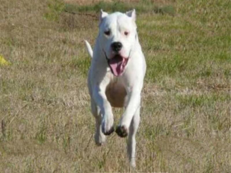 世界十大凶悍猛犬 高加索犬生存能力强，土佐斗犬被多国禁养