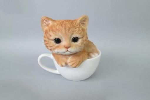 世界上最小的猫排行榜 8大最小型猫品种