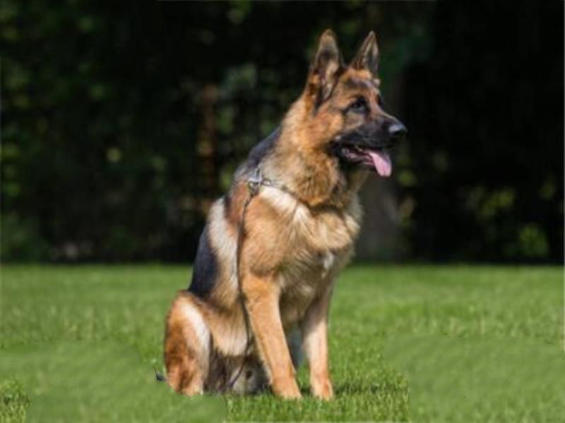 世界十大护卫犬 加纳利犬比藏獒还猛，第一养起来很贵