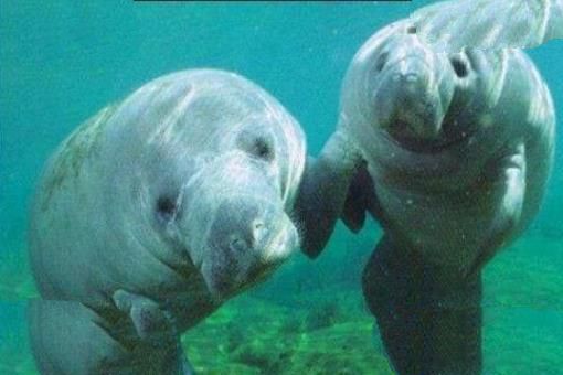 海牛(Manatee)