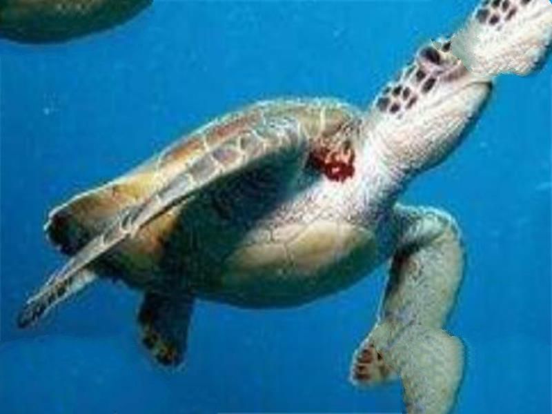 世界最大的十大乌龟 黑海龟数量在减少，榜首基本无争议