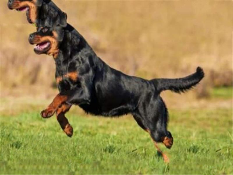 世界十大猛犬排名：杜高犬打得过野猪，你认识哪几种