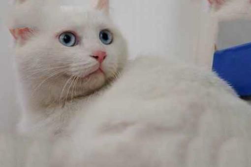 中国土猫有哪些品种？中国土猫品种排行榜