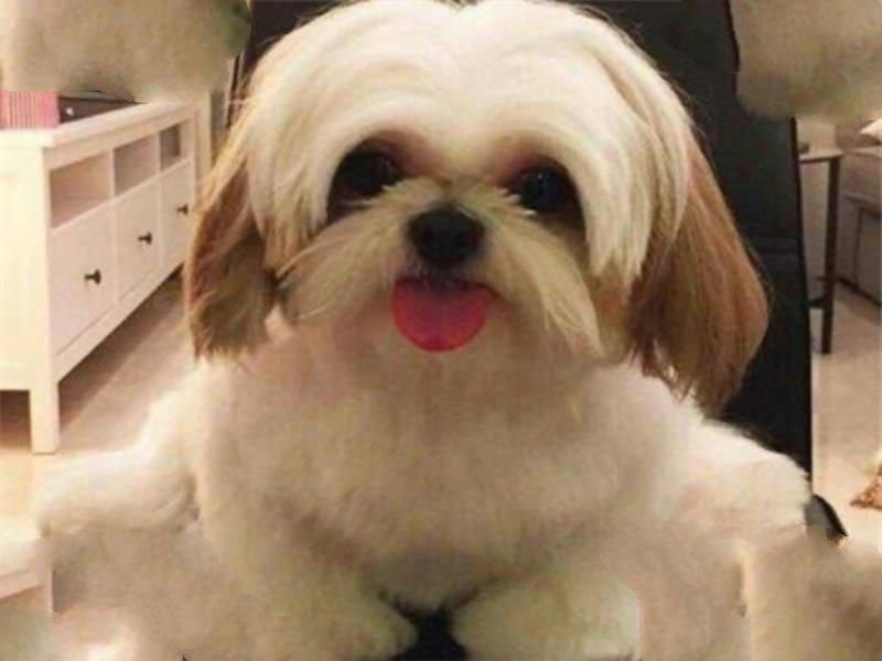 世界十大傻狗排名 哈士奇都没进前三，斗牛犬超凶猛