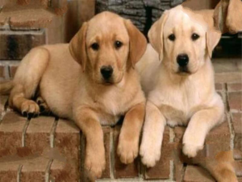 世界十大名狗排名 拉布拉多很讨人喜欢，牧羊犬大多成了警犬