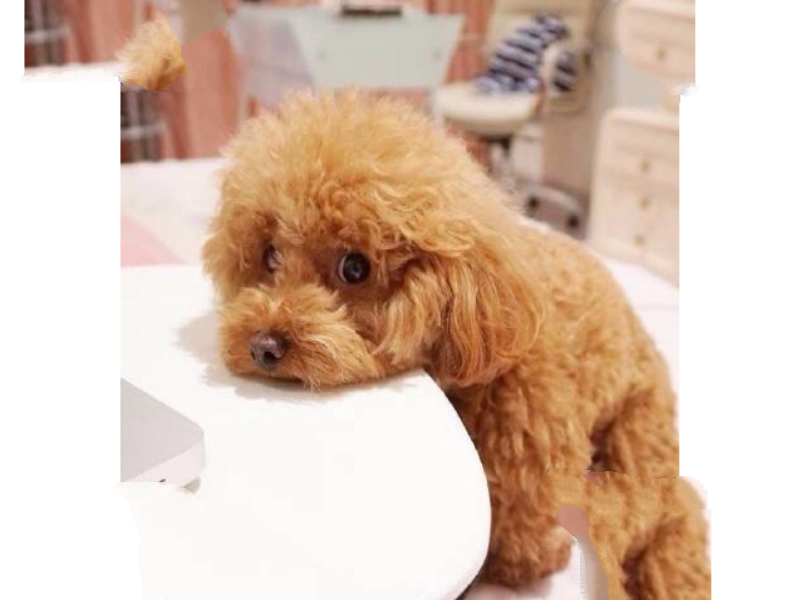 十大世界最可爱的狗排名 博美犬第一，萨摩耶上榜