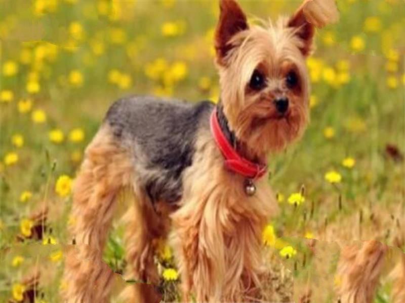 世界十大名狗排名 拉布拉多很讨人喜欢，牧羊犬大多成了警犬