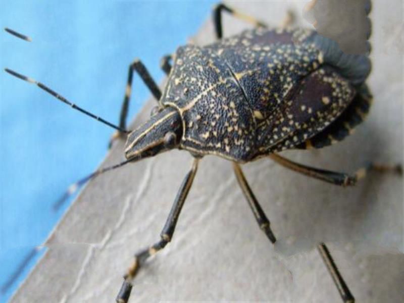世界十大吸血鬼生物 壶夜蛾会反复叮咬，水蛭在乡村很常见