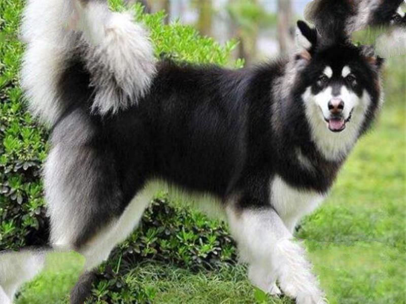 世界十大名犬 秋田犬感动了全世界，贵宾犬气质很高贵