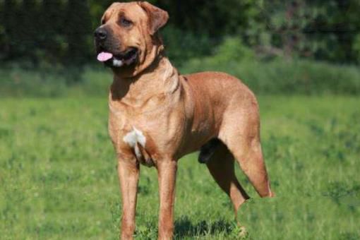 世界十大最危险猛犬 杜高犬上榜，第一起源于我国西藏地区