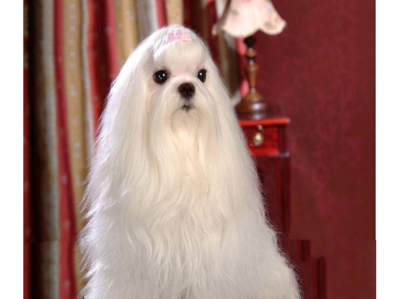 十大世界最可爱的狗排名 博美犬第一，萨摩耶上榜