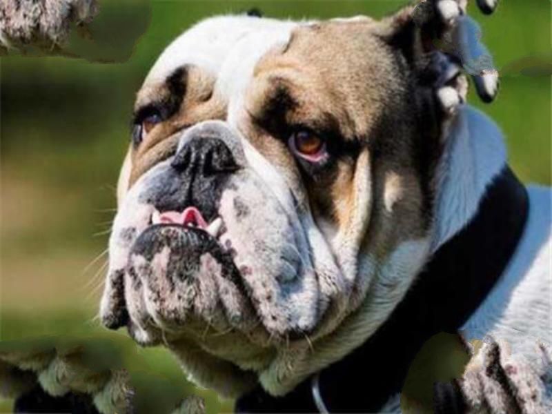 世界十大傻狗排名 哈士奇都没进前三，斗牛犬超凶猛