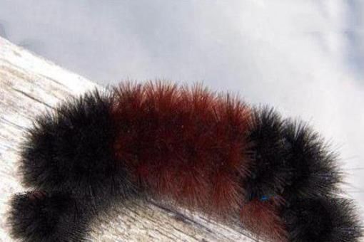毛毛熊毛毛虫(WoollyBearCaterpillar)